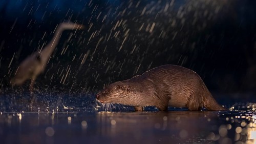 European otter (Lutra lutra) on nocturnal hunting in the water during rain