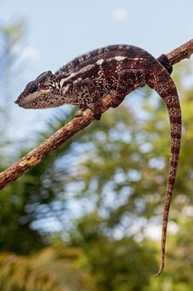 Panther chameleon (Furcifer pardalis) on branch