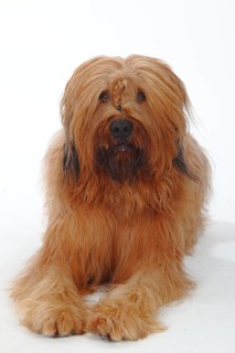 Briard