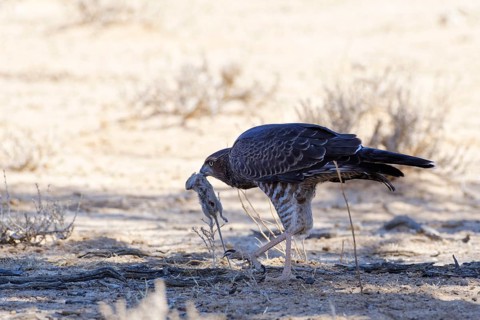 Pale chanting goshawk (Melierax canorus)