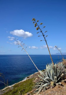 Flowering Agave (Agave) in front of blue sea