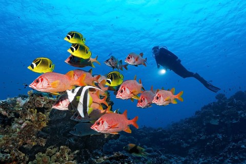 Diver observes swarm Sabre squirrelfish (Sargocentron spiniferum)