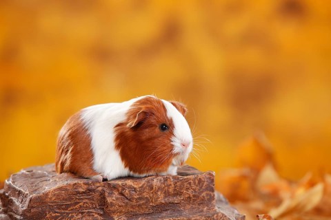 Sheltie guinea pig
