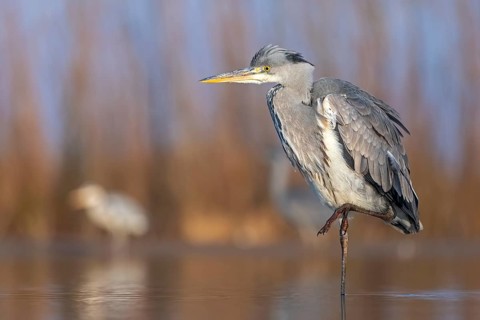 Grey heron or (Ardea cinerea) standing on one leg in the water