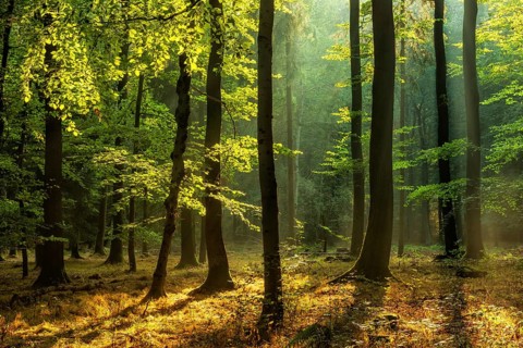 Natural deciduous forest of oak and beech trees on the Finne mountain range