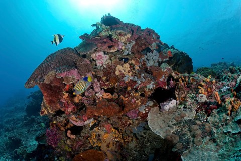 Moorish idol (Zanclus cornutus) and Royal angelfish (Pygoplites diacanthus) in the coral garden