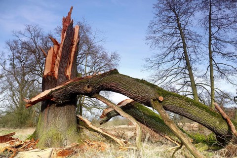 Windthrow of an oak