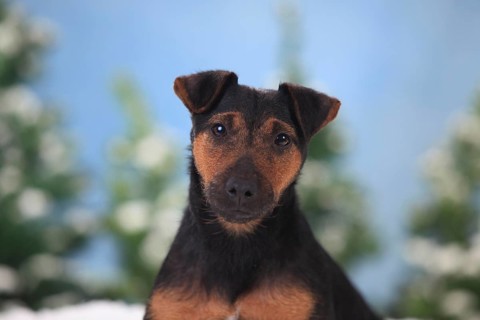 German Hunting Terrier