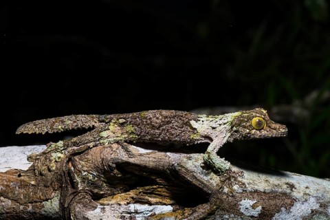 Mossy leaf-tailed gecko (Uroplatus sikorae)