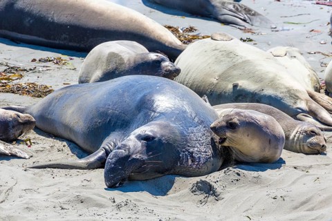 Northern Elephant Seals (Mirounga angustirostris)