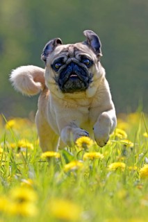 Pug runs in a dandelion meadow