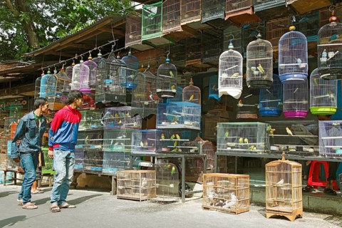 Bird market Pasar Senggol