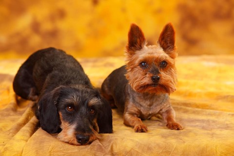 Yorkshire Terrier and Little Grey-haired Dachshund lying next to each other