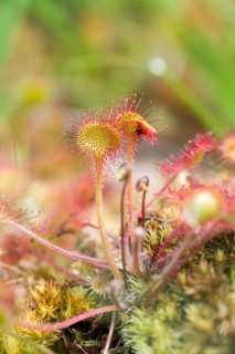 Common sundew (Drosera rotundifolia) with prey