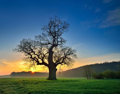 Old solitary Oak (Quercus) in green field