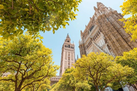 Orange trees in the courtyard of the Cathedral of Seville
