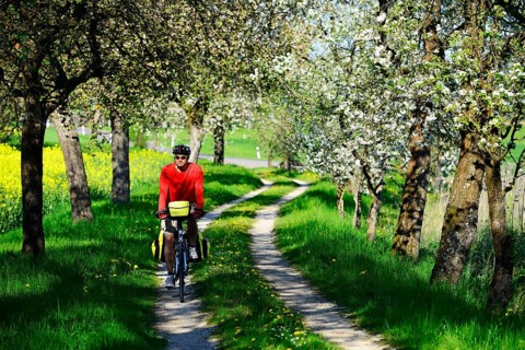 Cyclist on dirt road with blossoming cherry trees