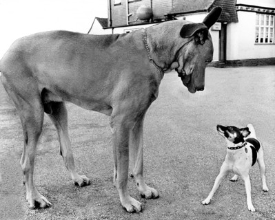 Great Dane and little Jack Russell Terrier looking at each other
