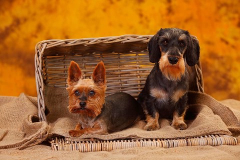 Yorkshire Terrier and Little Grey-haired Dachshund sitting next to each other in the basket
