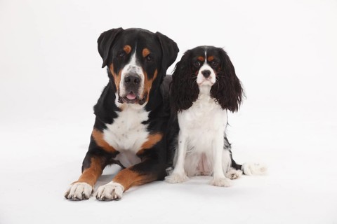 Big Swiss Mountain Dog