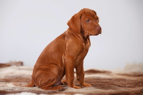 Shorthaired Hungarian pointer