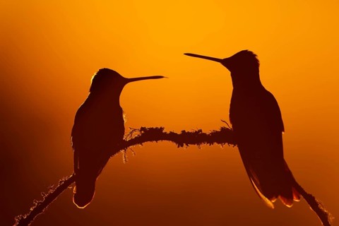 Magnificent Hummingbirds (Eugenes fulgens)