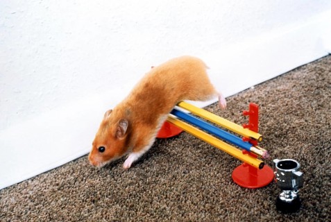 Hamster at the hurdles
