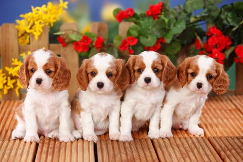 Cavalier King Charles Spaniel