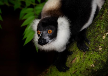 Black-and-white ruffed lemur (Varecia variegata)