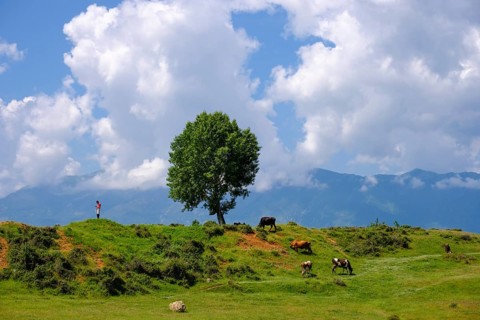 Cows and herdsman
