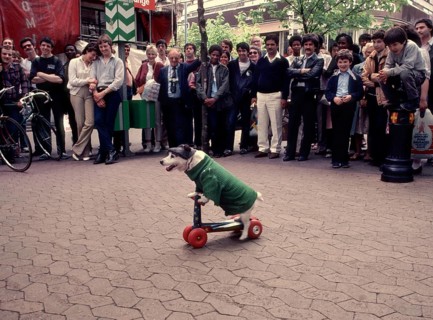 Jack Russell Terrier drives a scooter