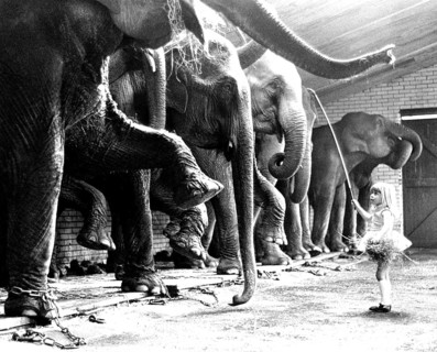 Elephant tamer