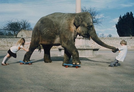 Elephant on skateboard