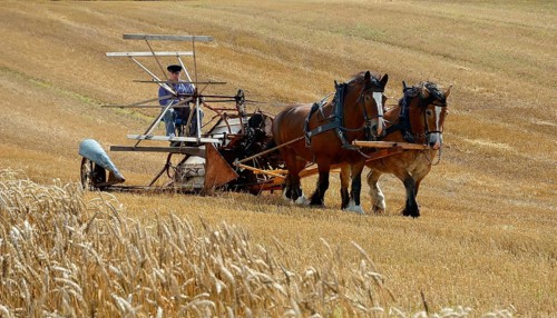 Nostalgic harvest with horses