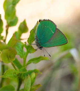 Green hairstreak (Callophrys rubi)