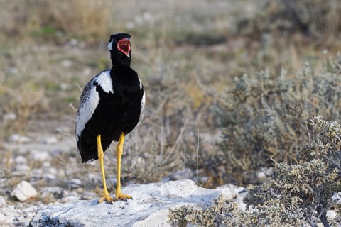 Northern black korhaan (Afrotis afraoides) on a block of stone