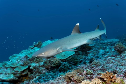 Whitetip reef shark (Triaenodon obesus) floats over coral reef