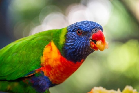 Swainson's Lorikeet (Trichoglossus haematodus moluccanus)