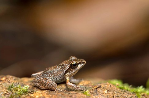 Boulenger's Madagascar Frog (Gephyromantis boulengeri)