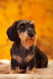 Little Grey-haired Dachshund