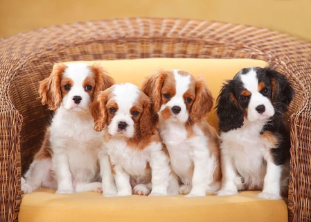 Cavalier King Charles Spaniel