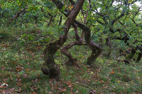 Crooked Oaks (Quercus)