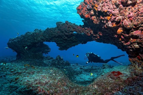 Diver diving through coral reef