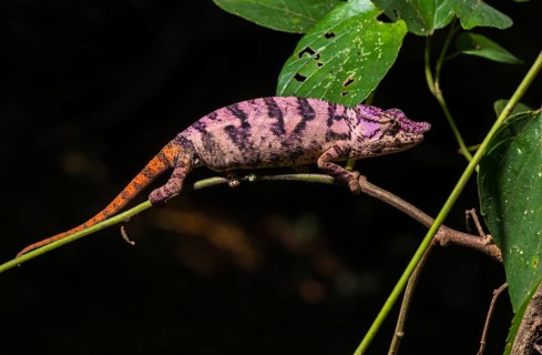 Rhinoceros chameleon (Furcifer rhinoceratus)