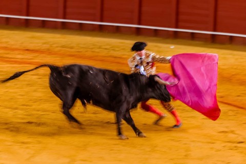 Racing bull with matador