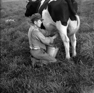 Farmer milking a cow