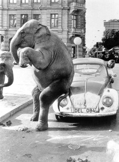 Elephant on VW