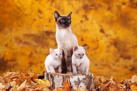 Siamese cats old type