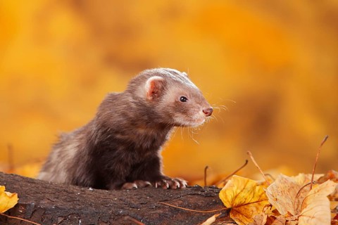 Ferret (Mustela putorius forma domestica) in autumn leaves