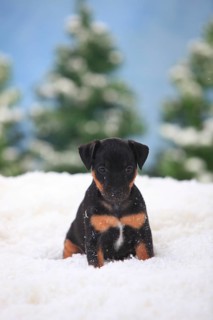 German hunting terrier